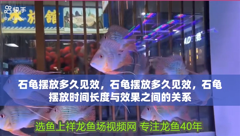 鸚鵡魚和銀龍魚混養怎樣喂食 石龜擺放多久見效,石龜擺放多久見效,石龜擺放時間長度與效果之間的關系 龍魚百科 石龜擺放多久見效,石龜擺放多久見效,石龜擺放時間長度與效果之間的關系 石龜擺放多久見效,石龜擺放多久見效,石龜擺放時間長度與效果之間的關系 龍魚百科