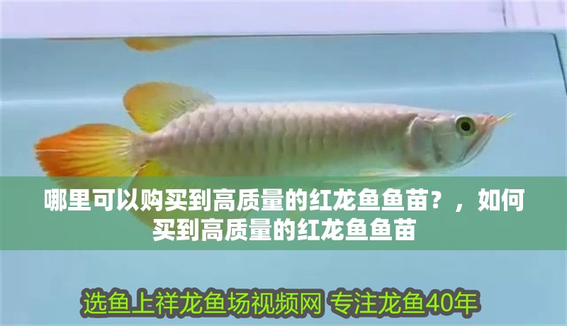 哪里可以購(gòu)買(mǎi)到高質(zhì)量的紅龍魚(yú)魚(yú)苗？，如何買(mǎi)到高質(zhì)量的紅龍魚(yú)魚(yú)苗 哪里可以購(gòu)買(mǎi)到高質(zhì)量的紅龍魚(yú)魚(yú)苗？，如何買(mǎi)到高質(zhì)量的紅龍魚(yú)魚(yú)苗 龍魚(yú)百科