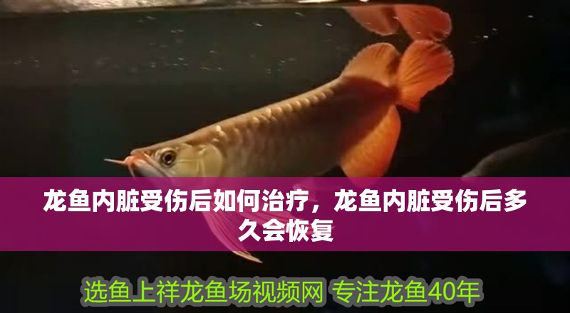 龍魚內臟受傷后如何治療，龍魚內臟受傷后多久會恢復