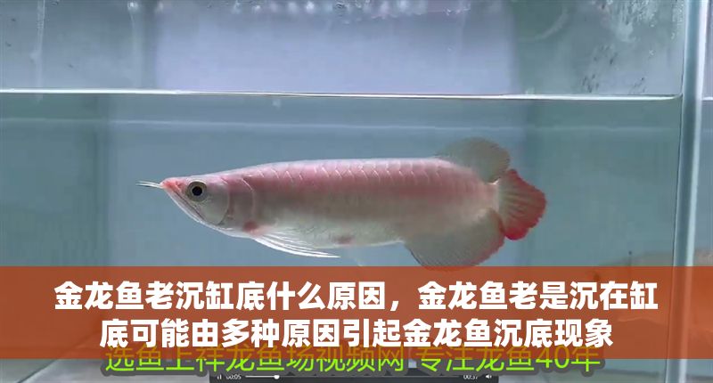 金龍魚老沉缸底什么原因，金龍魚老是沉在缸底可能由多種原因引起金龍魚沉底現象