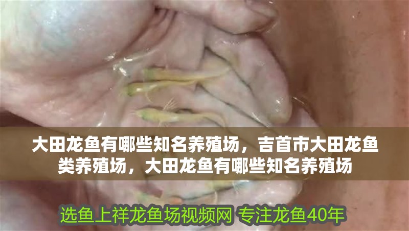 大田龍魚有哪些知名養(yǎng)殖場，吉首市大田龍魚類養(yǎng)殖場，大田龍魚有哪些知名養(yǎng)殖場