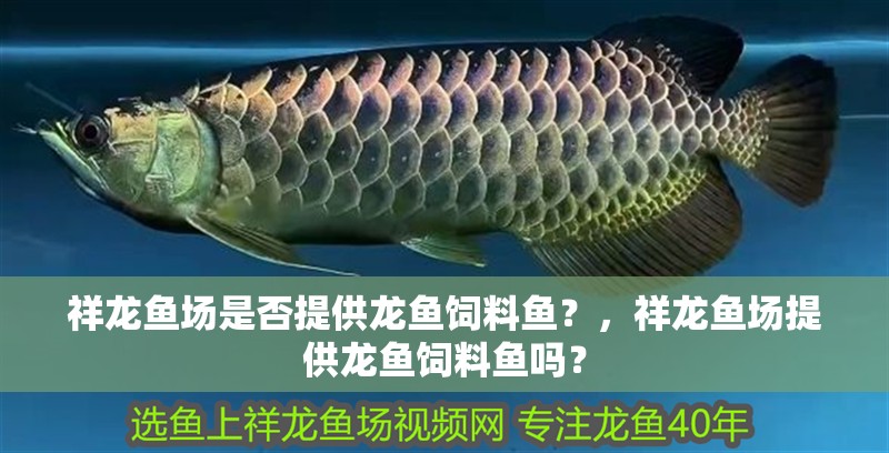 祥龍魚場是否提供龍魚飼料魚？，祥龍魚場提供龍魚飼料魚嗎？