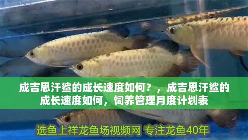 成吉思汗鯊的成長速度如何？，成吉思汗鯊的成長速度如何，飼養管理月度計劃表 成吉思汗鯊的成長速度如何？，成吉思汗鯊的成長速度如何，飼養管理月度計劃表 龍魚百科