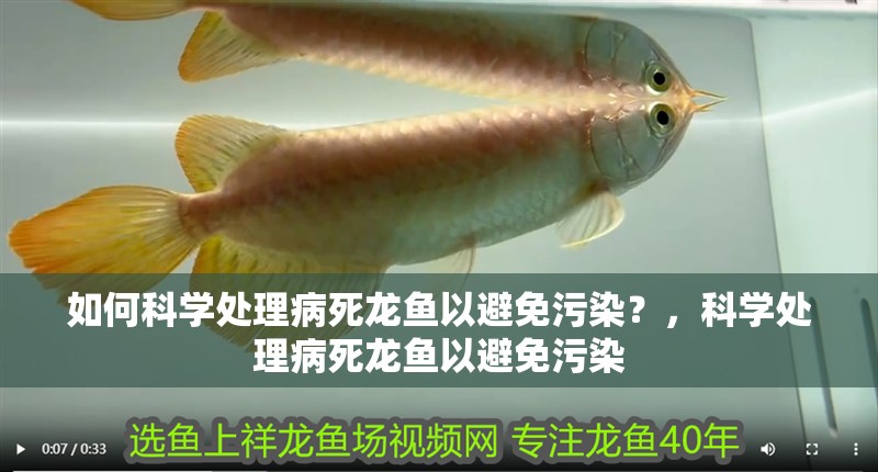 如何科學(xué)處理病死龍魚以避免污染？，科學(xué)處理病死龍魚以避免污染