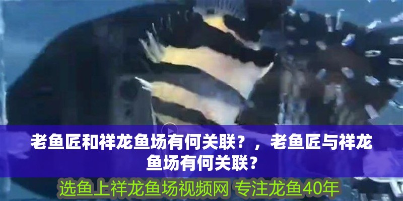 老魚匠和祥龍魚場有何關聯？，老魚匠與祥龍魚場有何關聯？ 老魚匠和祥龍魚場有何關聯？，老魚匠與祥龍魚場有何關聯？ 龍魚百科