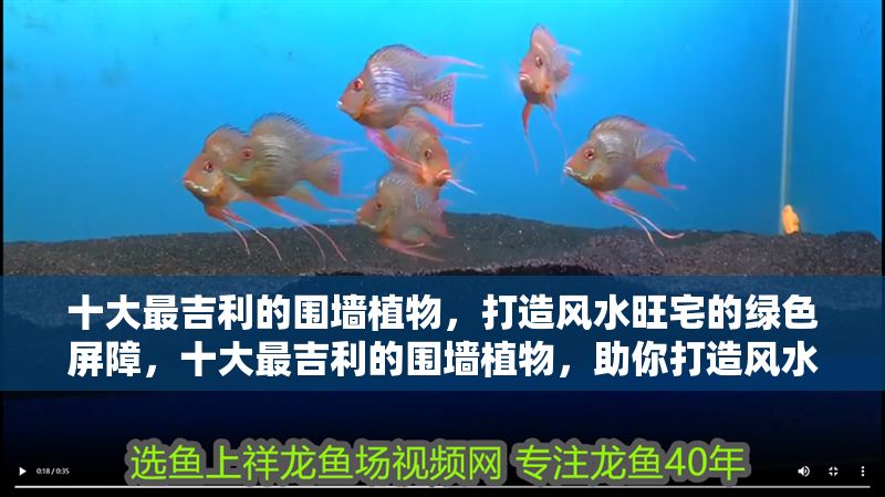 十大最吉利的圍墻植物，打造風(fēng)水旺宅的綠色屏障，十大最吉利的圍墻植物，助你打造風(fēng)水旺宅的綠色屏障 十大最吉利的圍墻植物，打造風(fēng)水旺宅的綠色屏障，十大最吉利的圍墻植物，助你打造風(fēng)水旺宅的綠色屏障 龍魚(yú)百科 第1張