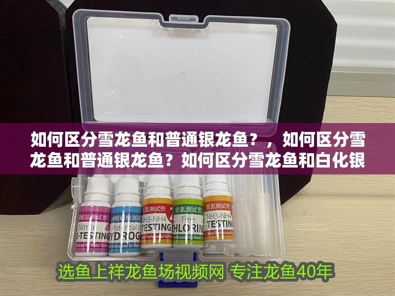 如何區(qū)分雪龍魚和普通銀龍魚？，如何區(qū)分雪龍魚和普通銀龍魚？如何區(qū)分雪龍魚和白化銀龍魚？