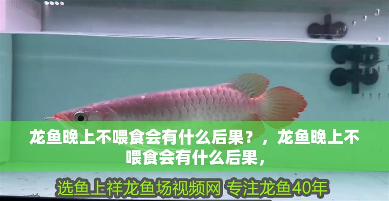 龍魚晚上不喂食會有什么后果？，龍魚晚上不喂食會有什么后果，