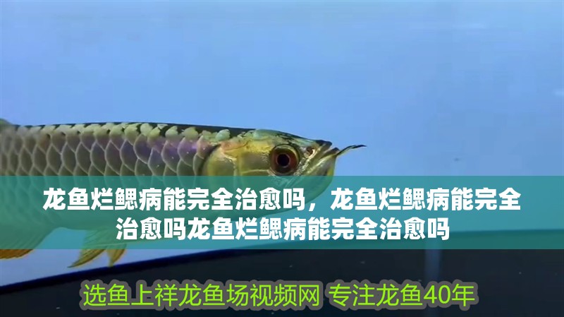 龍魚爛鰓病能完全治愈嗎，龍魚爛鰓病能完全治愈嗎龍魚爛鰓病能完全治愈嗎