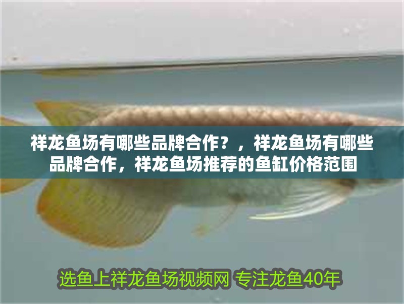 祥龍魚場有哪些品牌合作？，祥龍魚場有哪些品牌合作，祥龍魚場推薦的魚缸價格范圍