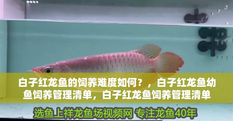 白子紅龍魚(yú)的飼養(yǎng)難度如何？，白子紅龍魚(yú)幼魚(yú)飼養(yǎng)管理清單，白子紅龍魚(yú)飼養(yǎng)管理清單