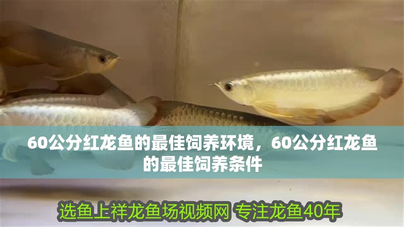 60公分紅龍魚的最佳飼養環境，60公分紅龍魚的最佳飼養條件
