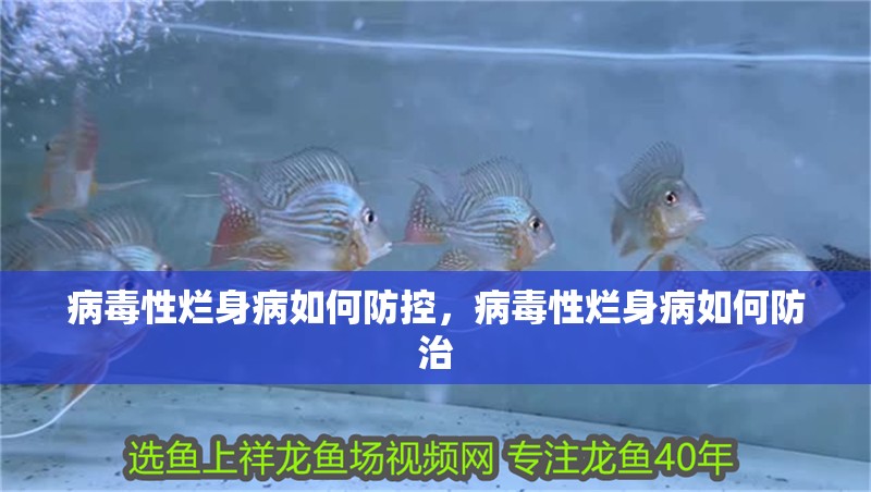 病毒性爛身病如何防控，病毒性爛身病如何防治