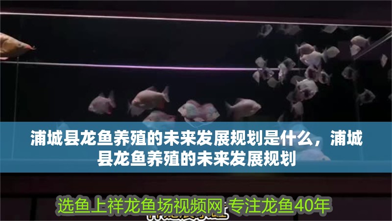 浦城縣龍魚養殖的未來發展規劃是什么，浦城縣龍魚養殖的未來發展規劃 浦城縣龍魚養殖的未來發展規劃是什么，浦城縣龍魚養殖的未來發展規劃 龍魚百科