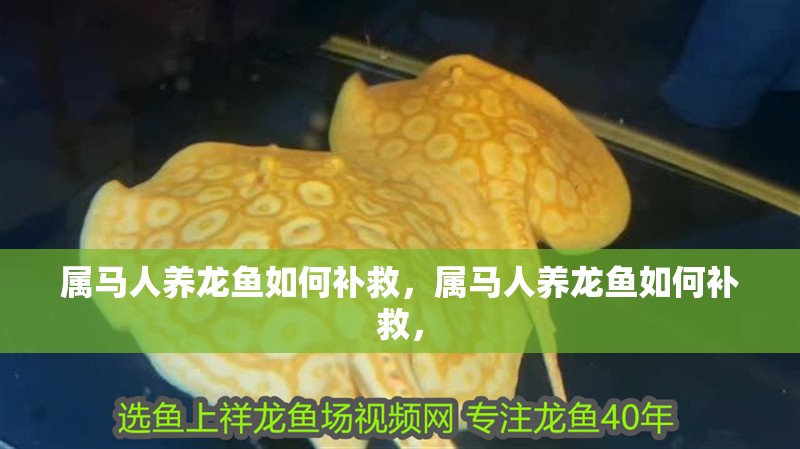 屬馬人養(yǎng)龍魚如何補(bǔ)救，屬馬人養(yǎng)龍魚如何補(bǔ)救， 屬馬人養(yǎng)龍魚如何補(bǔ)救，屬馬人養(yǎng)龍魚如何補(bǔ)救， 龍魚百科