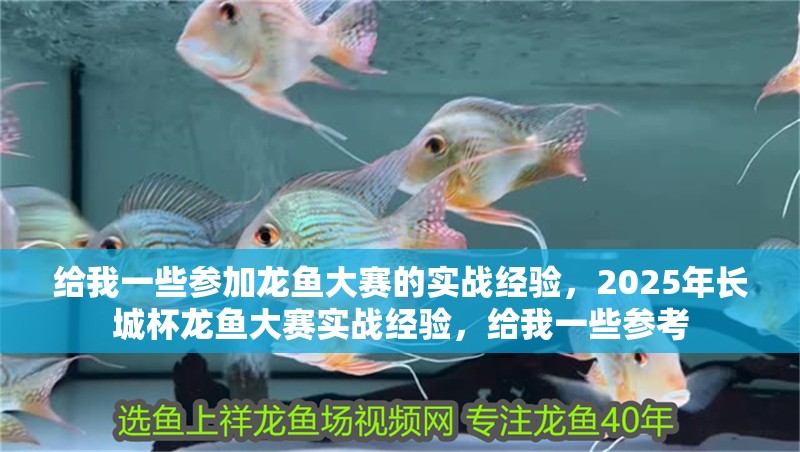 給我一些參加龍魚(yú)大賽的實(shí)戰(zhàn)經(jīng)驗(yàn)，2025年長(zhǎng)城杯龍魚(yú)大賽實(shí)戰(zhàn)經(jīng)驗(yàn)，給我一些參考