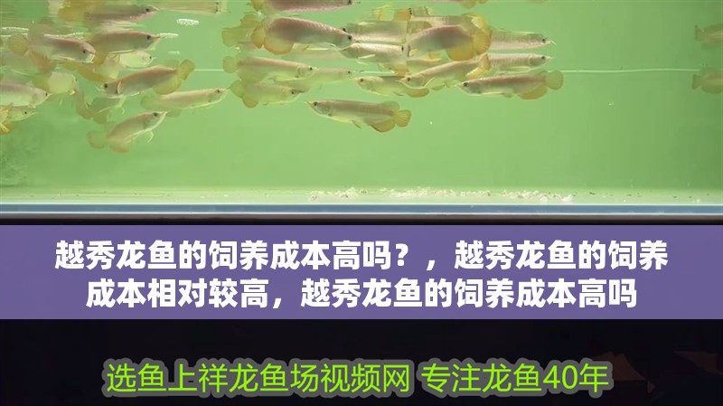 越秀龍魚的飼養成本高嗎？，越秀龍魚的飼養成本相對較高，越秀龍魚的飼養成本高嗎