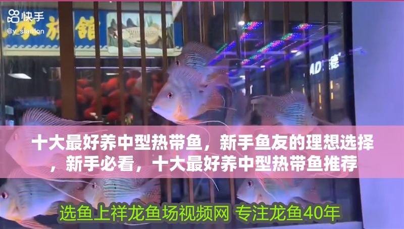 十大最好養中型熱帶魚，新手魚友的理想選擇，新手必看，十大最好養中型熱帶魚推薦 十大最好養中型熱帶魚，新手魚友的理想選擇，新手必看，十大最好養中型熱帶魚推薦 龍魚百科 第1張