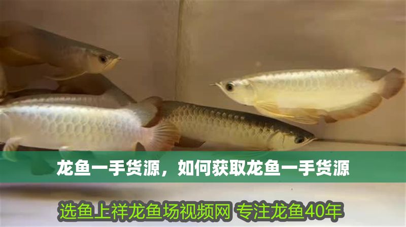 龍魚一手貨源，如何獲取龍魚一手貨源