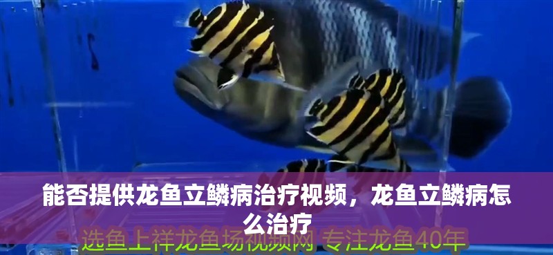能否提供龍魚立鱗病治療視頻，龍魚立鱗病怎么治療