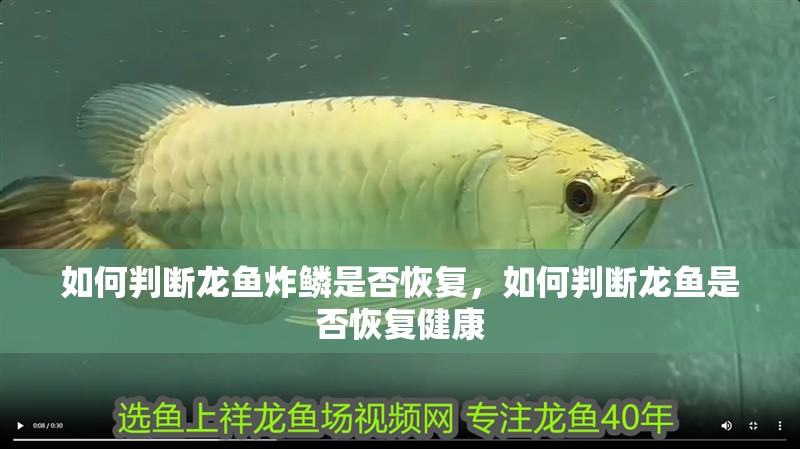 如何判斷龍魚炸鱗是否恢復，如何判斷龍魚是否恢復健康