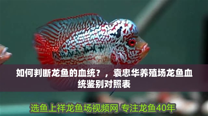 如何判斷龍魚的血統？，袁忠華養殖場龍魚血統鑒別對照表