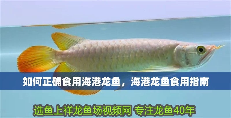 如何正確食用海港龍魚，海港龍魚食用指南 如何正確食用海港龍魚，海港龍魚食用指南 龍魚百科