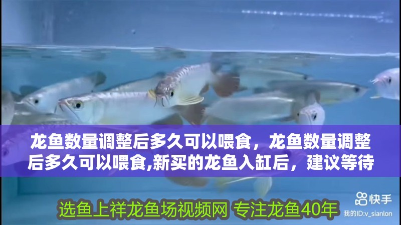龍魚干蝦有營養嗎 龍魚數量調整后多久可以喂食,龍魚數量調整后多久可以喂食,新買的龍魚入缸后,建議等待 龍魚百科 龍魚數量調整后多久可以喂食,龍魚數量調整后多久可以喂食,新買的龍魚入缸后,建議等待 龍魚數量調整后多久可以喂食,龍魚數量調整后多久可以喂食,新買的龍魚入缸后,建議等待 龍魚百科