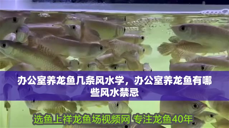 紅龍魚用黃燈烤有用嗎 辦公室養(yǎng)龍魚幾條風水學,辦公室養(yǎng)龍魚有哪些風水禁忌 龍魚百科 辦公室養(yǎng)龍魚幾條風水學,辦公室養(yǎng)龍魚有哪些風水禁忌 辦公室養(yǎng)龍魚幾條風水學,辦公室養(yǎng)龍魚有哪些風水禁忌 龍魚百科