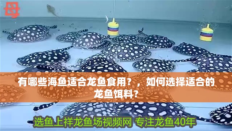 有哪些海魚適合龍魚食用？，如何選擇適合的龍魚餌料？