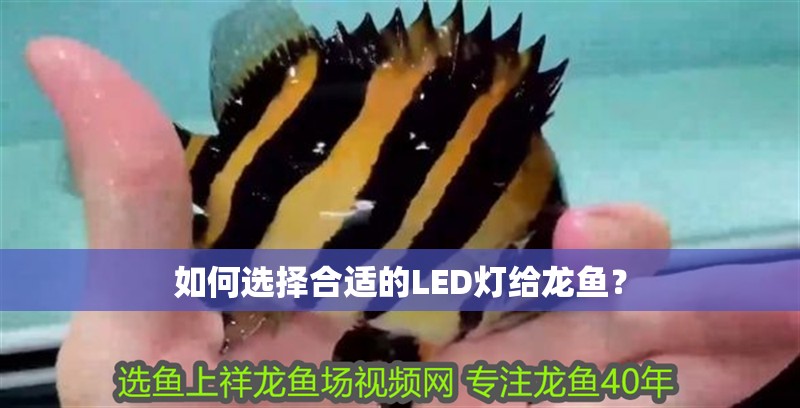 魚缸用增氧泵價格是多少:魚缸增氧機-xtrac增氧機-xtrac增氧機 如何選擇合適的LED燈給龍魚? 龍魚百科 如何選擇合適的LED燈給龍魚? 如何選擇合適的LED燈給龍魚? 龍魚百科