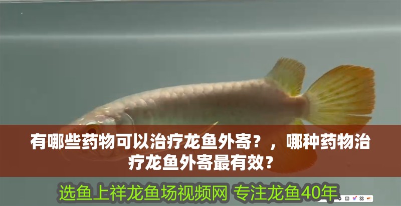 給大魚缸換水的作文:體驗給大魚缸換水的樂趣:體驗給大魚缸換水:給大魚缸換水的作文 有哪些藥物可以治療龍魚外寄?,哪種藥物治療龍魚外寄最有效? 龍魚百科 有哪些藥物可以治療龍魚外寄?,哪種藥物治療龍魚外寄最有效? 有哪些藥物可以治療龍魚外寄?,哪種藥物治療龍魚外寄最有效? 龍魚百科