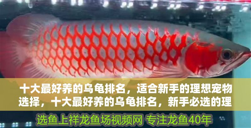 十大最好養的烏龜排名，適合新手的理想寵物選擇，十大最好養的烏龜排名，新手必選的理想寵物