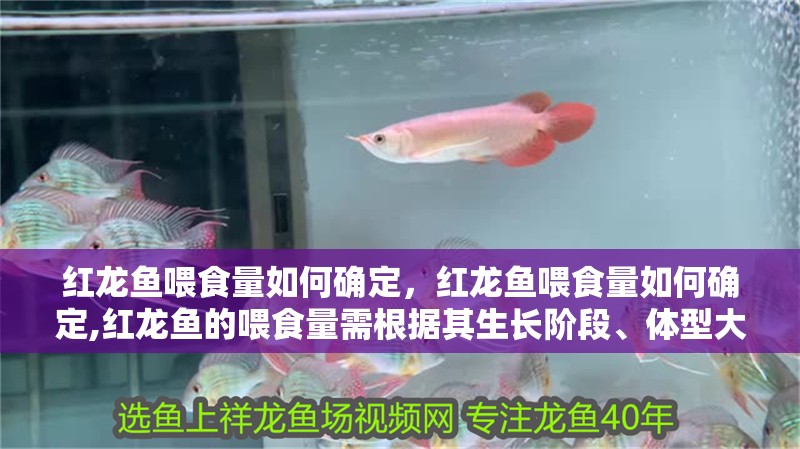 紅龍魚喂食量如何確定，紅龍魚喂食量如何確定,紅龍魚的喂食量需根據其生長階段、體型大小、水溫環境及個體差異綜合判斷