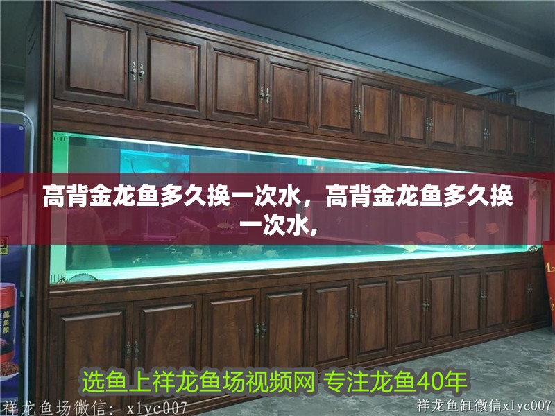 高背金龍魚多久換一次水，高背金龍魚多久換一次水, 高背金龍魚多久換一次水，高背金龍魚多久換一次水, 龍魚百科