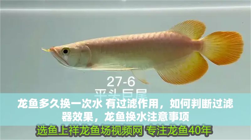 龍魚多久換一次水 有過濾作用，如何判斷過濾器效果，龍魚換水注意事項