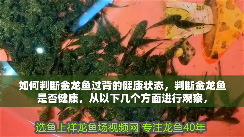 如何判斷金龍魚過背的健康狀態(tài)，判斷金龍魚是否健康，從以下幾個(gè)方面進(jìn)行觀察，
