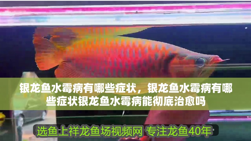銀龍魚水霉病有哪些癥狀，銀龍魚水霉病有哪些癥狀銀龍魚水霉病能徹底治愈嗎