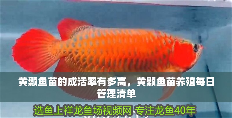 黃顙魚苗的成活率有多高，黃顙魚苗養殖每日管理清單 黃顙魚苗的成活率有多高，黃顙魚苗養殖每日管理清單 龍魚百科