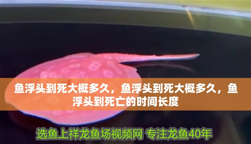魚浮頭到死大概多久，魚浮頭到死大概多久，魚浮頭到死亡的時間長度 魚浮頭到死大概多久，魚浮頭到死大概多久，魚浮頭到死亡的時間長度 龍魚百科