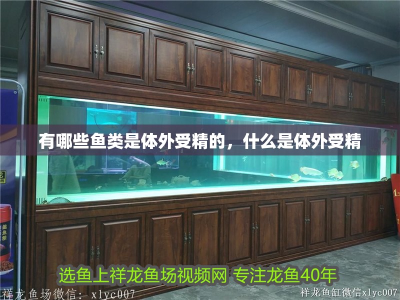 有哪些魚類是體外受精的，什么是體外受精