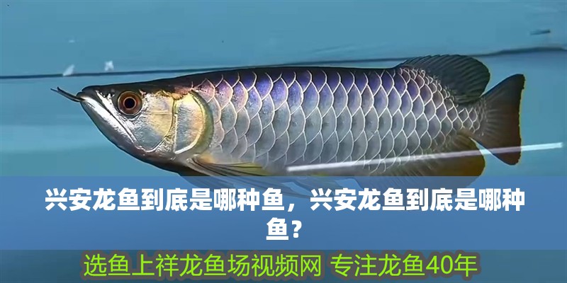 興安龍魚到底是哪種魚，興安龍魚到底是哪種魚？