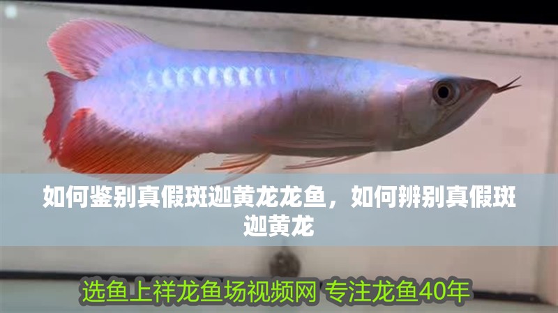 如何鑒別真假斑迦黃龍龍魚，如何辨別真假斑迦黃龍