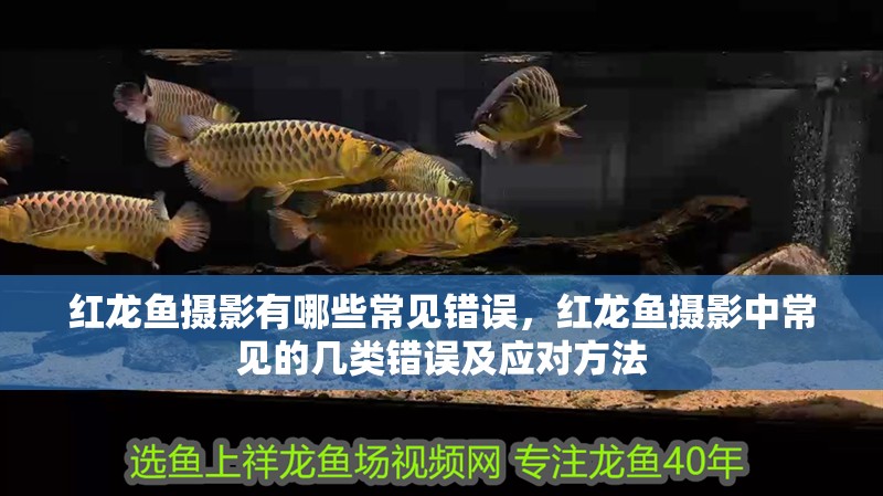 紅龍魚攝影有哪些常見錯誤，紅龍魚攝影中常見的幾類錯誤及應對方法 紅龍魚攝影有哪些常見錯誤，紅龍魚攝影中常見的幾類錯誤及應對方法 龍魚百科