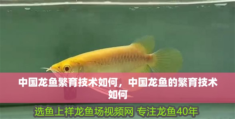 中國龍魚繁育技術如何，中國龍魚的繁育技術如何