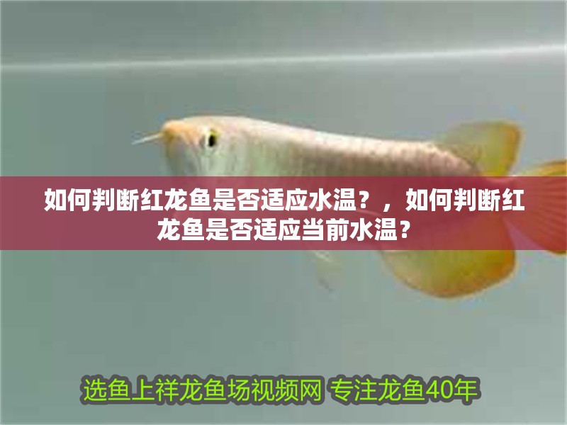 如何判斷紅龍魚是否適應水溫？，如何判斷紅龍魚是否適應當前水溫？
