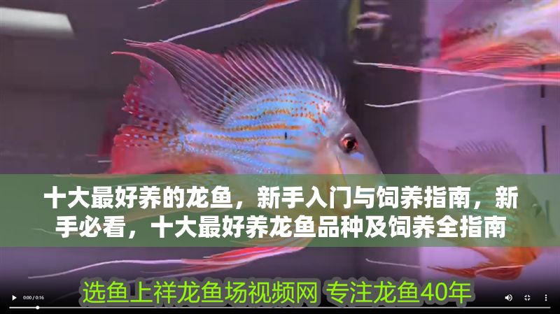 十大最好養(yǎng)的龍魚，新手入門與飼養(yǎng)指南，新手必看，十大最好養(yǎng)龍魚品種及飼養(yǎng)全指南 十大最好養(yǎng)的龍魚，新手入門與飼養(yǎng)指南，新手必看，十大最好養(yǎng)龍魚品種及飼養(yǎng)全指南 龍魚百科 第1張