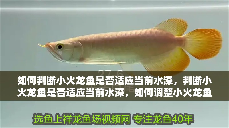 如何判斷小火龍魚是否適應當前水深，判斷小火龍魚是否適應當前水深，如何調整小火龍魚的水深以適應