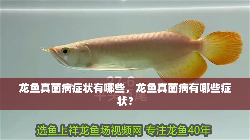 龍魚真菌病癥狀有哪些，龍魚真菌病有哪些癥狀？