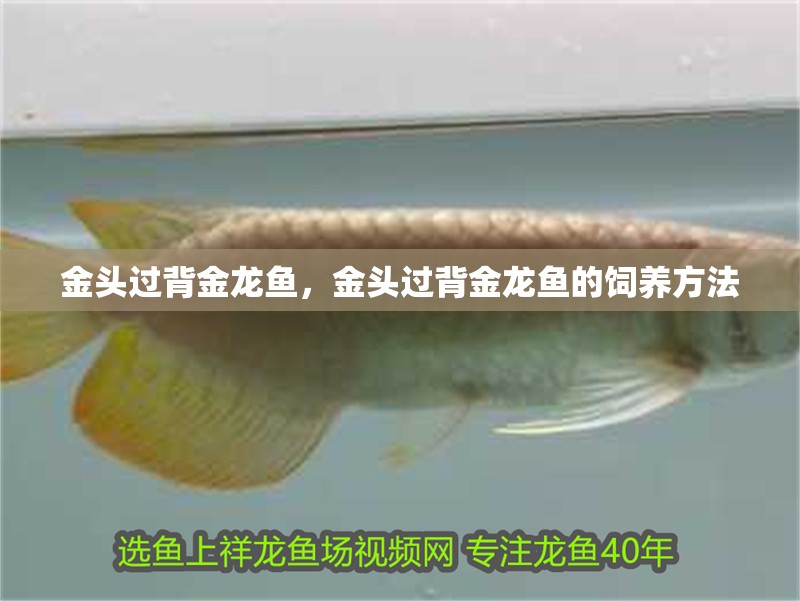 金頭過背金龍魚，金頭過背金龍魚的飼養方法